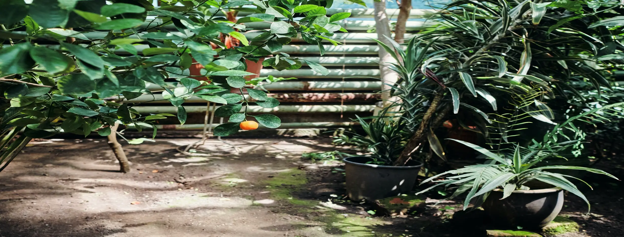 Image for Green Oasis